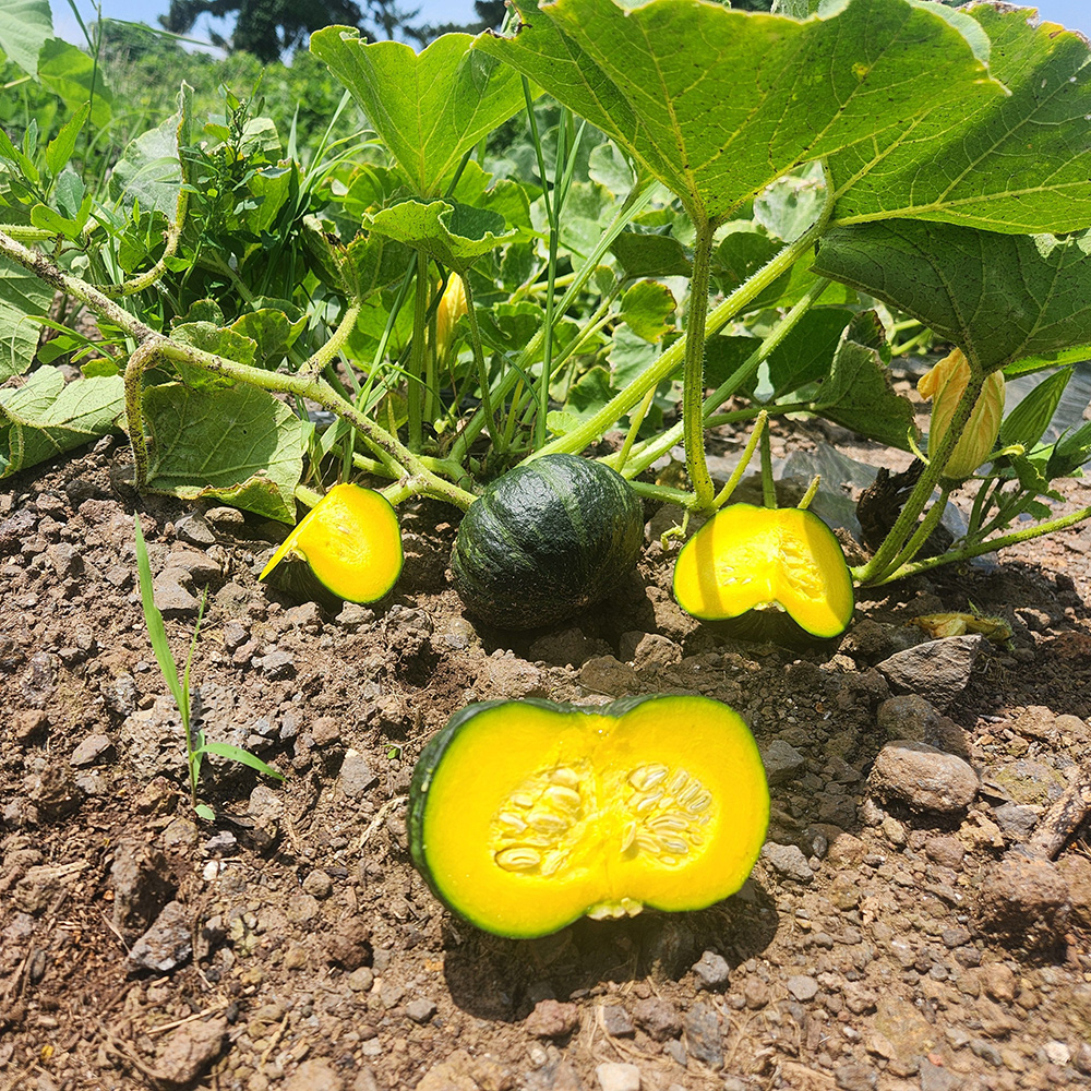 제주 보우짱 미니 단호박 밤호박 5kg 10kg 제주미니밤호박 고당도 달콤 간식용 제주직송 - 상세 이미지 5