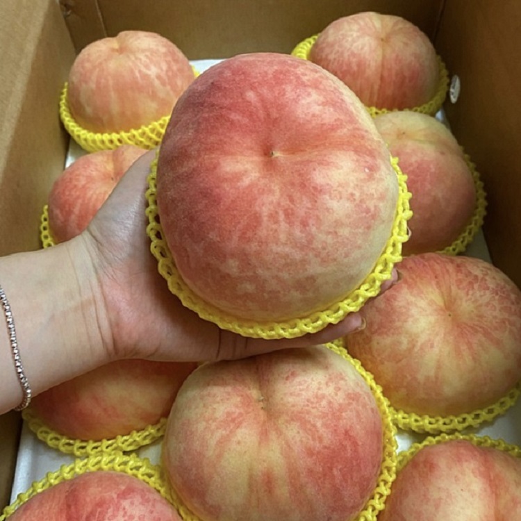 딱딱이 백도 복숭아 소과, 1kg, 1개 - 상품 이미지