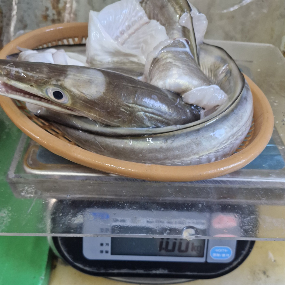 당일조업 손질 출발 갯장어탕·하모탕용 손질 갯장어 1kg(1~4미) 이미지 8