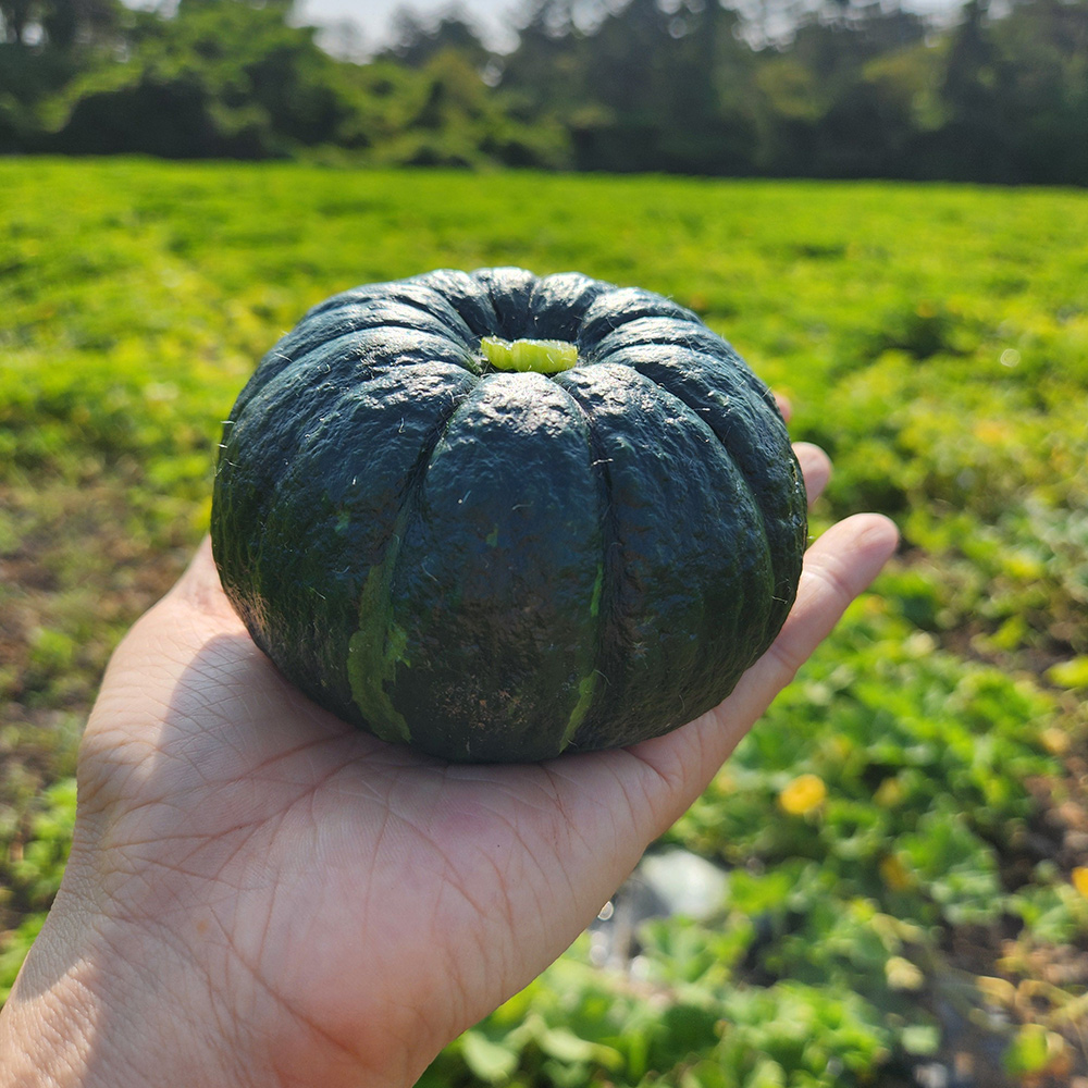 제주 보우짱 미니 단호박 밤호박 5kg 10kg 제주미니밤호박 고당도 달콤 간식용 제주직송 - 상품 이미지