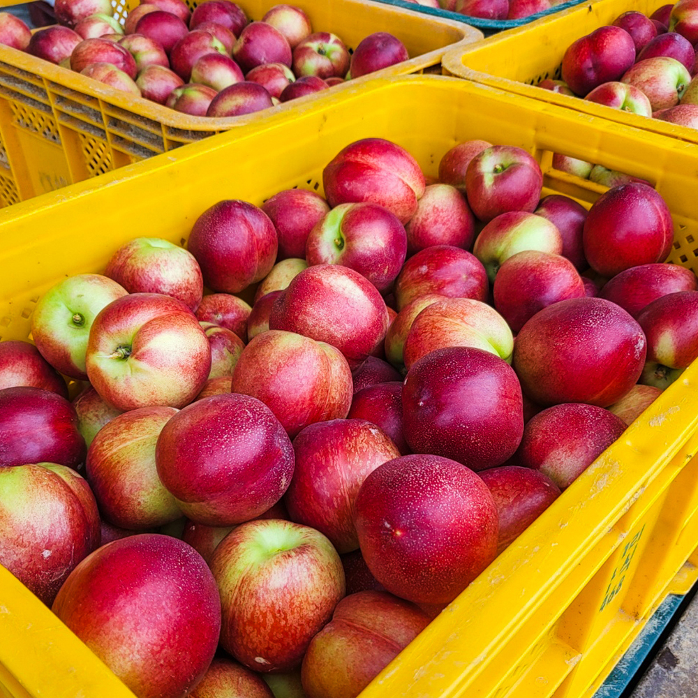 퍼스트프레시 산지직송 썬프레 천도복숭아 고당도 햇복숭아 이미지 6