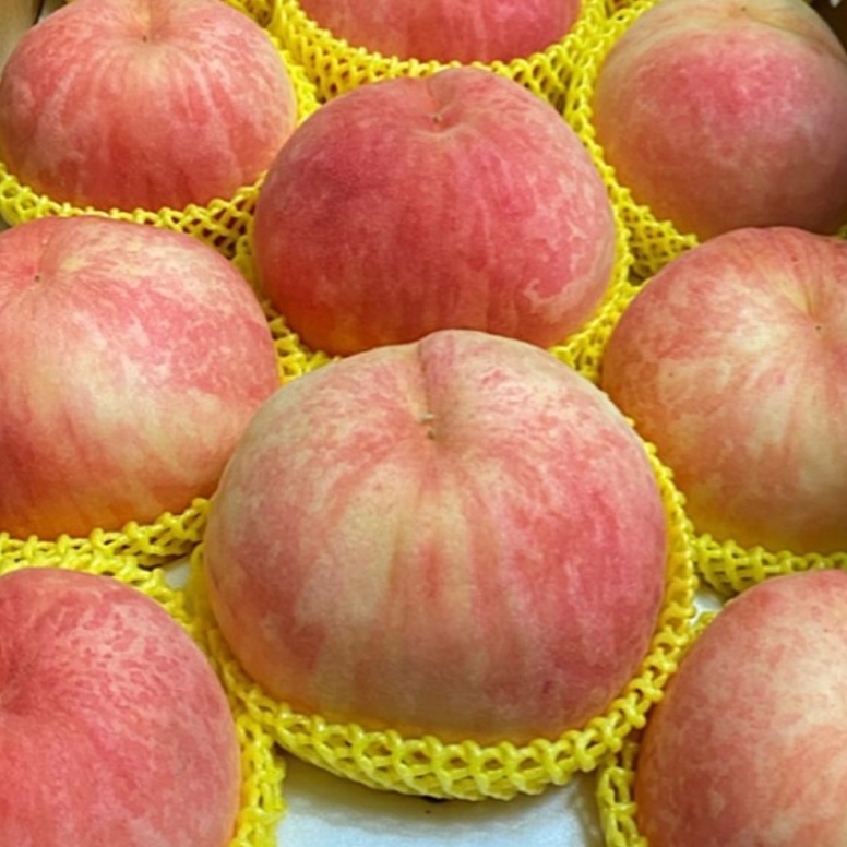 딱딱이 백도 복숭아 소과, 1kg, 1개 - 상세 이미지 3