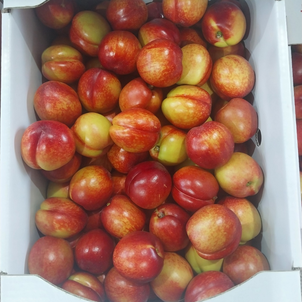 퍼스트프레시 고당도 천도복숭아 당일수확 산지직송 중대과, 2kg, 1개 - 상세 이미지 3