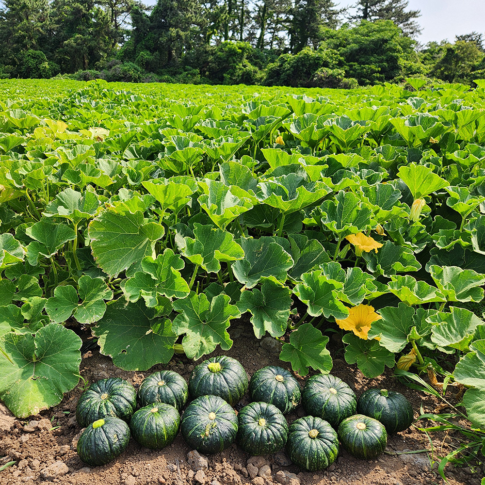 제주 보우짱 미니 단호박 밤호박 5kg 10kg 제주미니밤호박 고당도 달콤 간식용 제주직송 - 상세 이미지 4