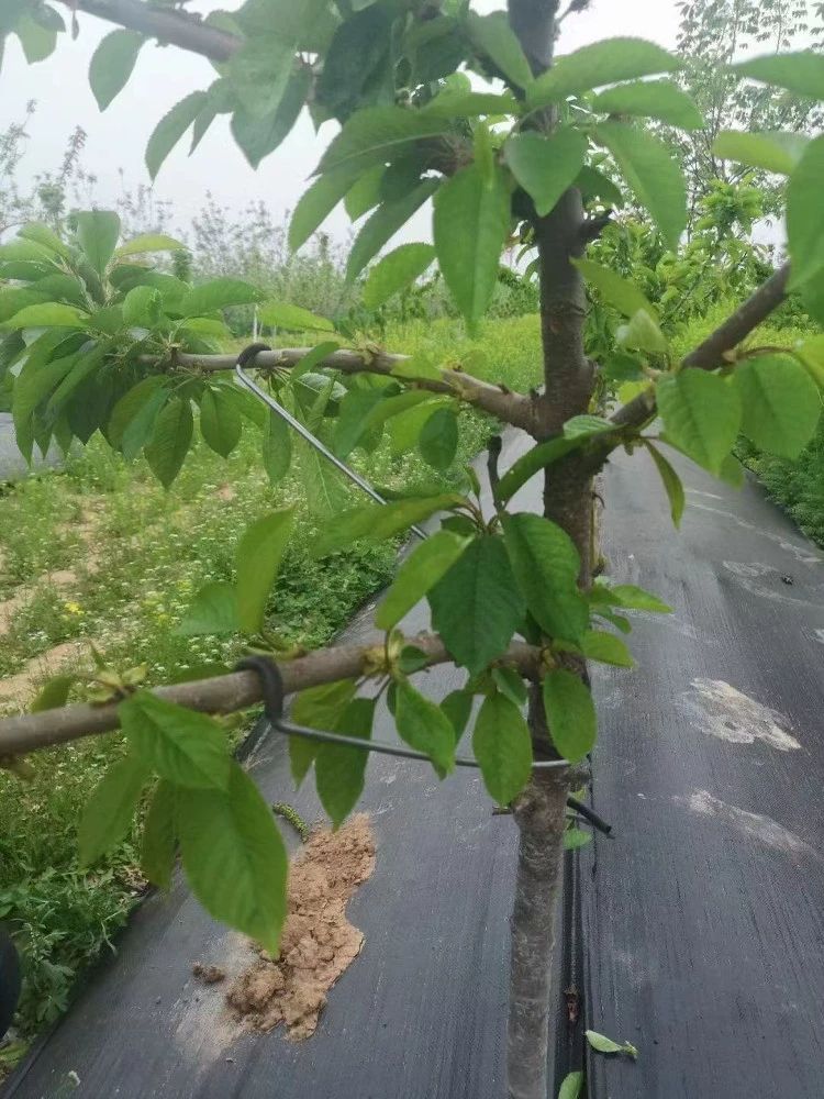 가지유인 클립 과수 나무 고정 원예 식물 지지대 26T 500개 - 상세 이미지 4