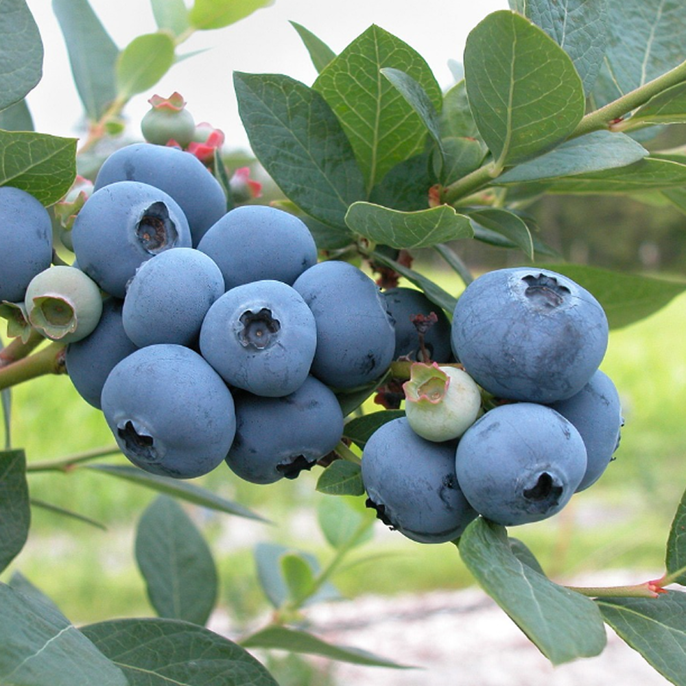 생블루베리1kg 500g 노지블루베리 국산블루베리1kg 황토 - 상세 이미지 3
