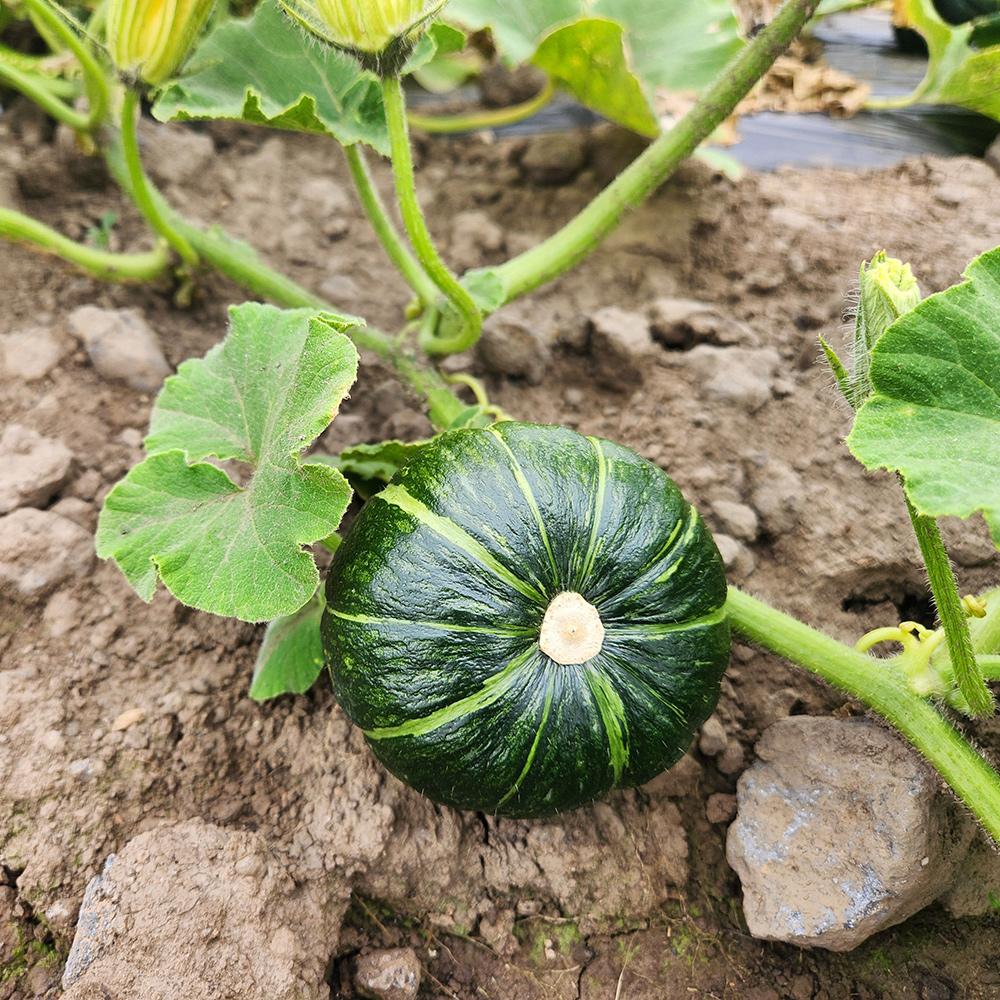 제주 보우짱 미니 단호박 밤호박 5kg 10kg 제주미니밤호박 고당도 달콤 간식용 제주직송 - 상세 이미지 3
