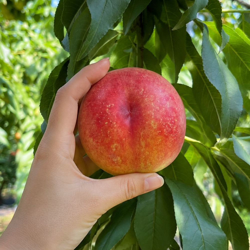 경산 햇 망고복숭아 천도복숭아 1kg 2kg 5kg 고당도 황도 산지직송 - 상세 이미지 4