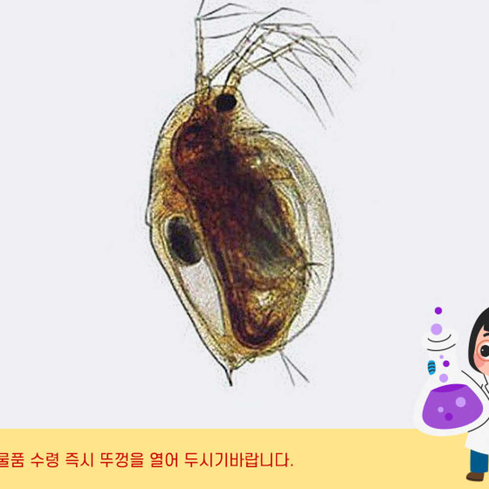 심장박동관찰생물실험다프니아 소화관관찰생물표본 수질측정수질오염측정물벼룩 100ml - 상세 이미지 2