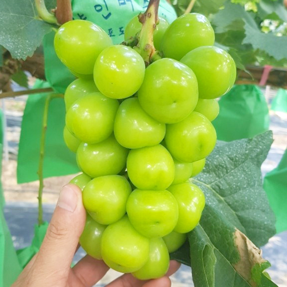고당도 15Brix이상 특등급 샤인머스켓 1.6kg (2수) 선물용 - 상품 이미지