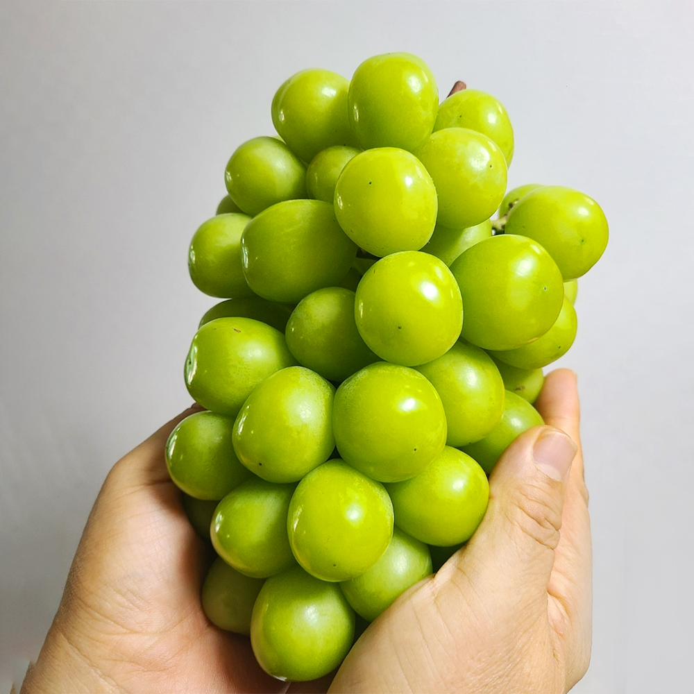 고당도 15Brix이상 특등급 샤인머스켓 1.6kg (2수) 선물용 - 상세 이미지 3