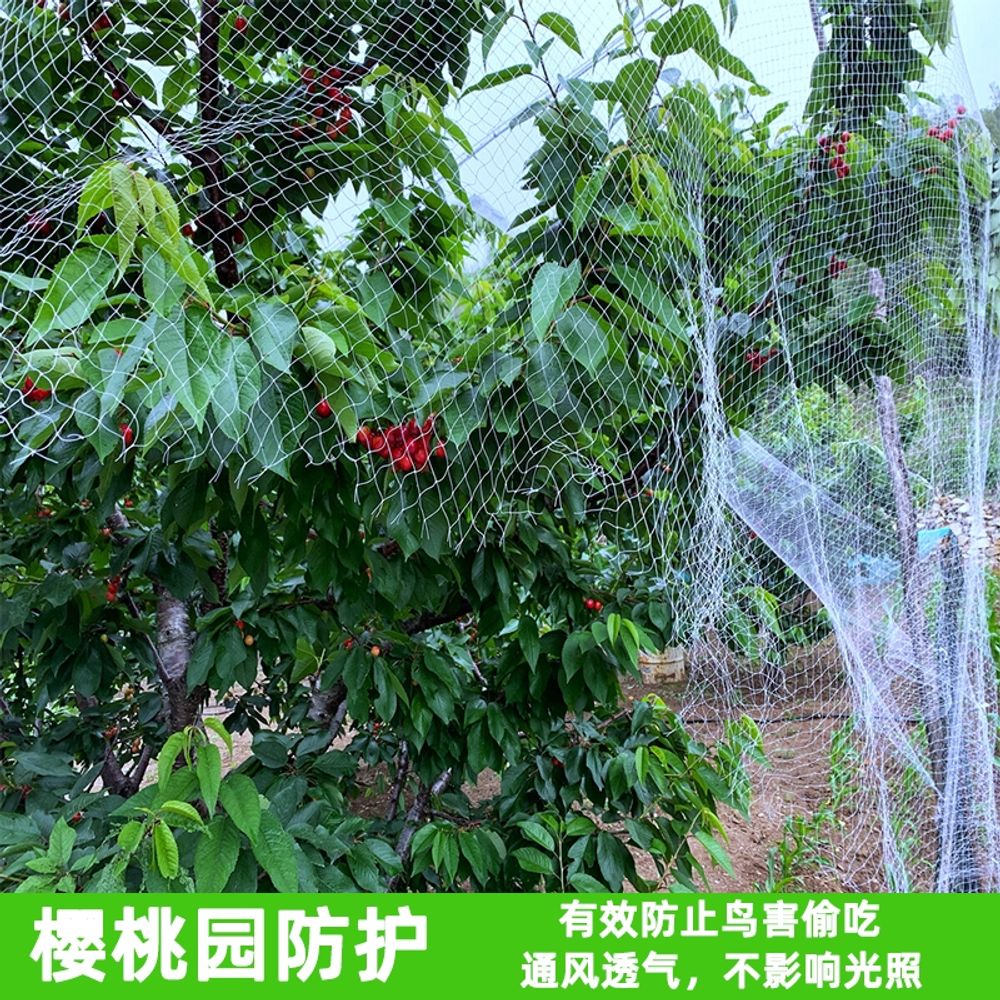 조류그물망 블루베리새망 농사 텃밭 과수원 보호덮개 B. 2m x 10m 2.0메쉬 - 상세 이미지 3
