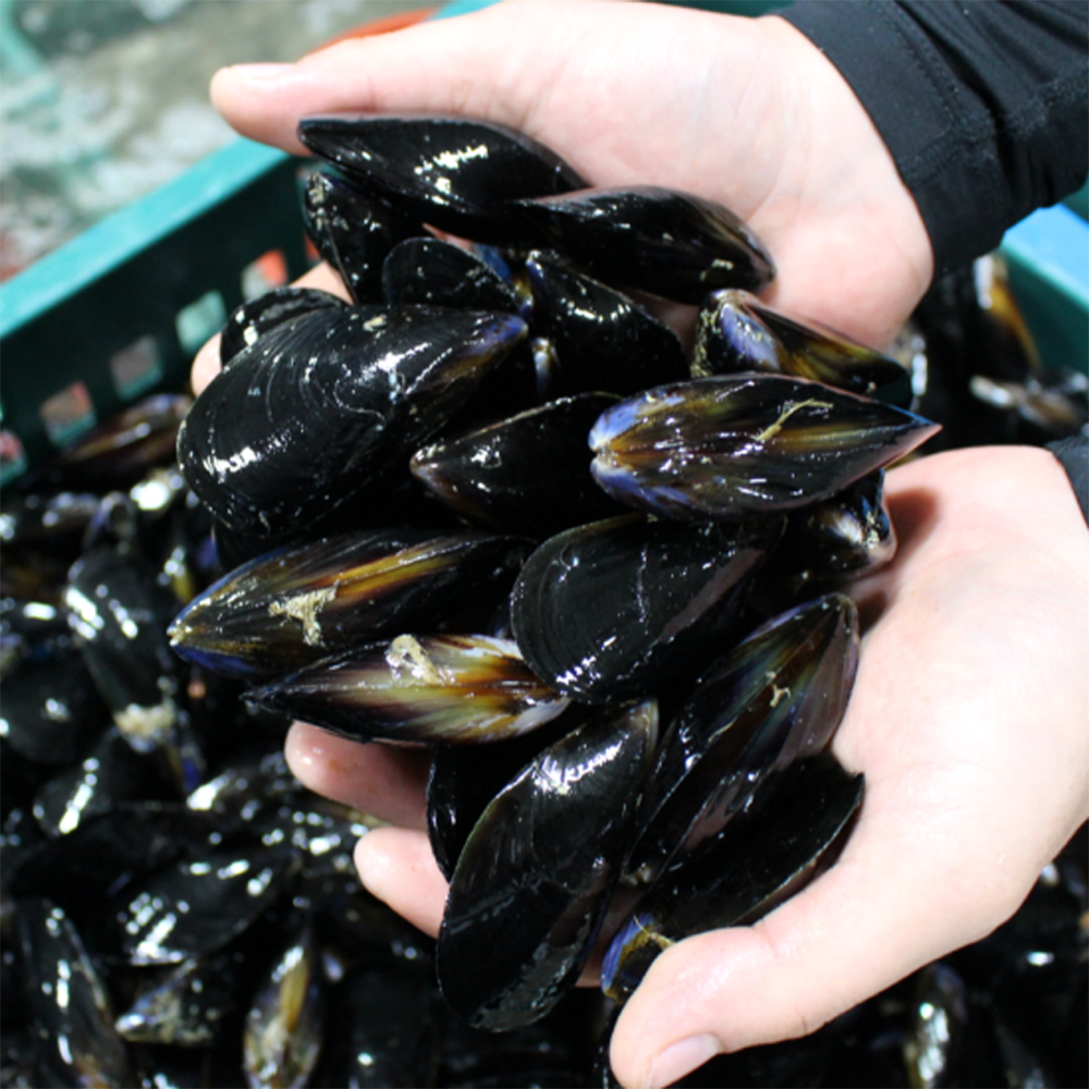 통영산 세척홍합 4kg 홍합탕 홍합찜용 - 상세 이미지 5