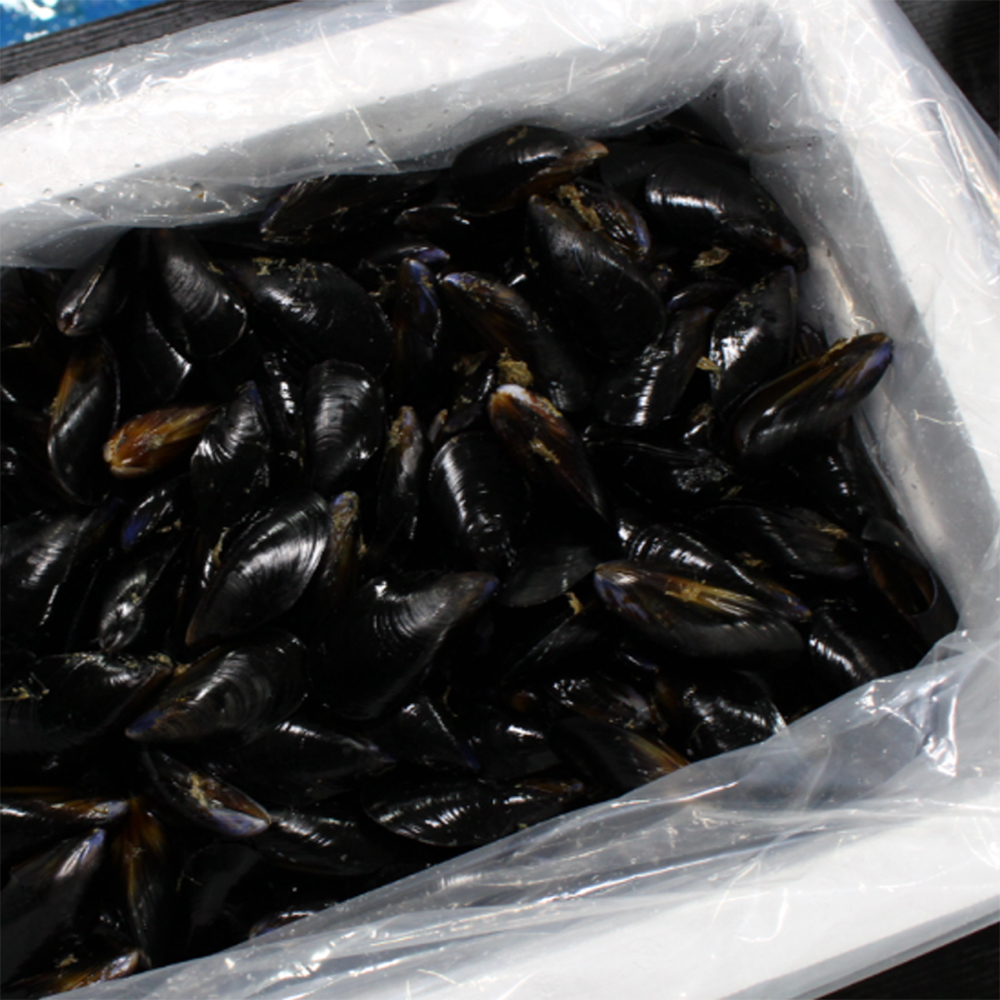 통영산 세척홍합 4kg 홍합탕 홍합찜용 - 상세 이미지 3