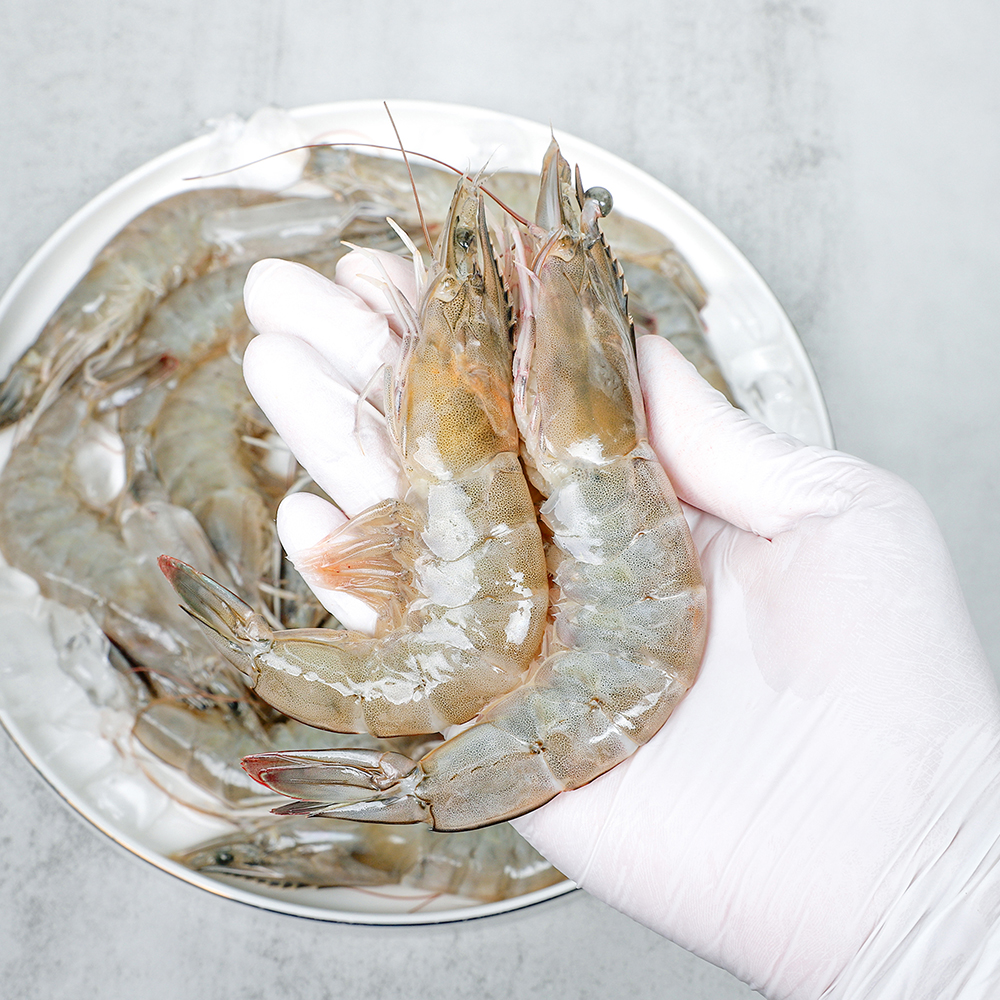 국내산 활 특대 흰다리새우 왕새우 1kg 3kg 5kg 빙장포장 당일조업 횟감 산지직송 - 상품 이미지