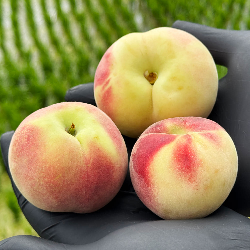 네이버 영천 대극천납작복숭아 1kg 2kg