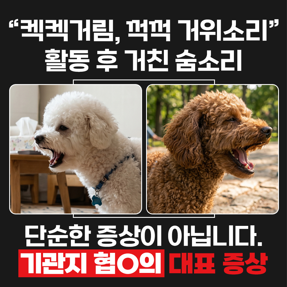 펫인케어 강아지 기관지 영양제 기침 켁켁거림 호흡기 협착증 멀티이너핏 30포, 1개 - 상세 이미지 4