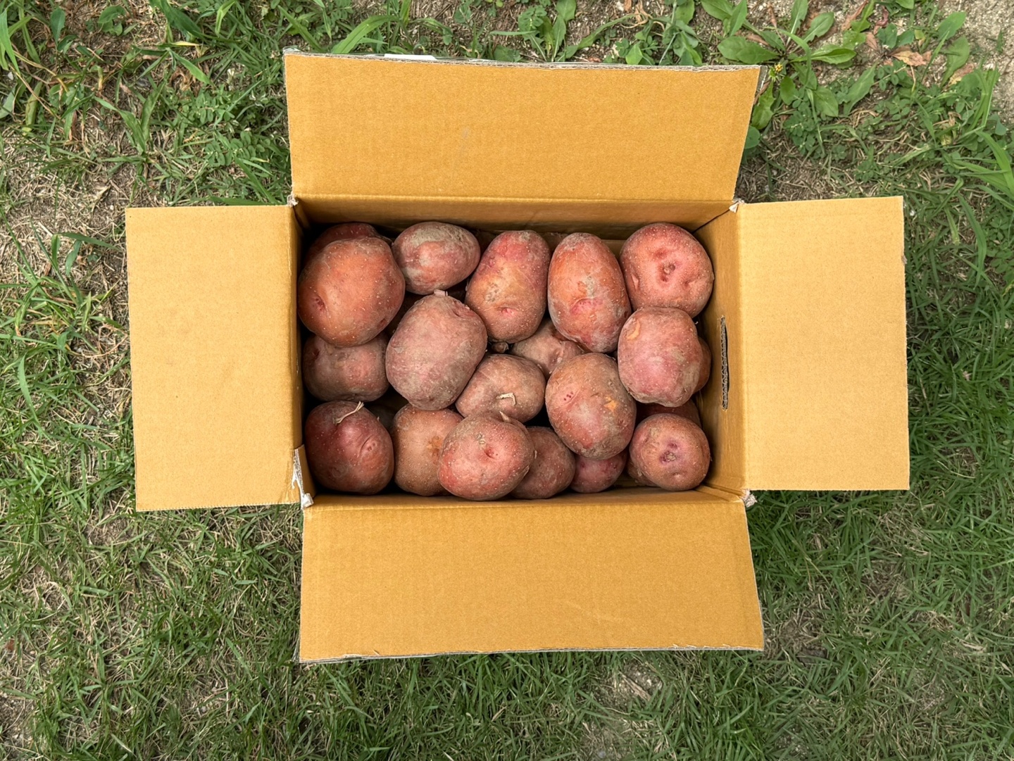 자색감자 26년 햇감자 홍감자 카스테라 산지직송 10kg - 상세 이미지 5