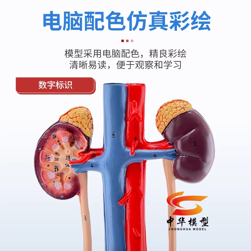 비뇨기과 모형 교육용 남성 요관 요도 방광 신장 인체 교구 - 상세 이미지 5