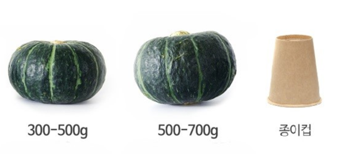 제주산 보우짱 미니 밤호박 국내산 단호박 산지직송 로얄과 햇밤호박 5kg 10kg - 상세 이미지 5