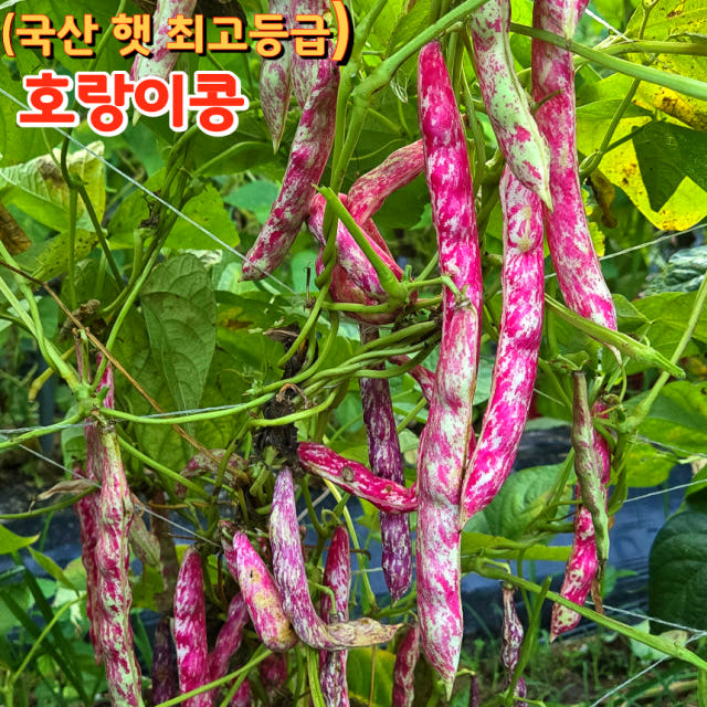 호랑이콩 국산 호랑이강낭콩 강낭콩 울타리콩 밤콩(껍질째) 26년 햇