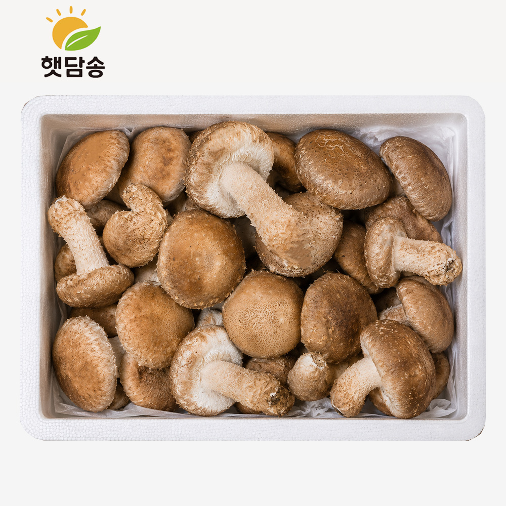 [1+1]무농약 송화고 버섯 못난이버섯 식용 샤브샤브 좋은 맛있는 생버섯 송고 참송이 맛집 - 상품 이미지