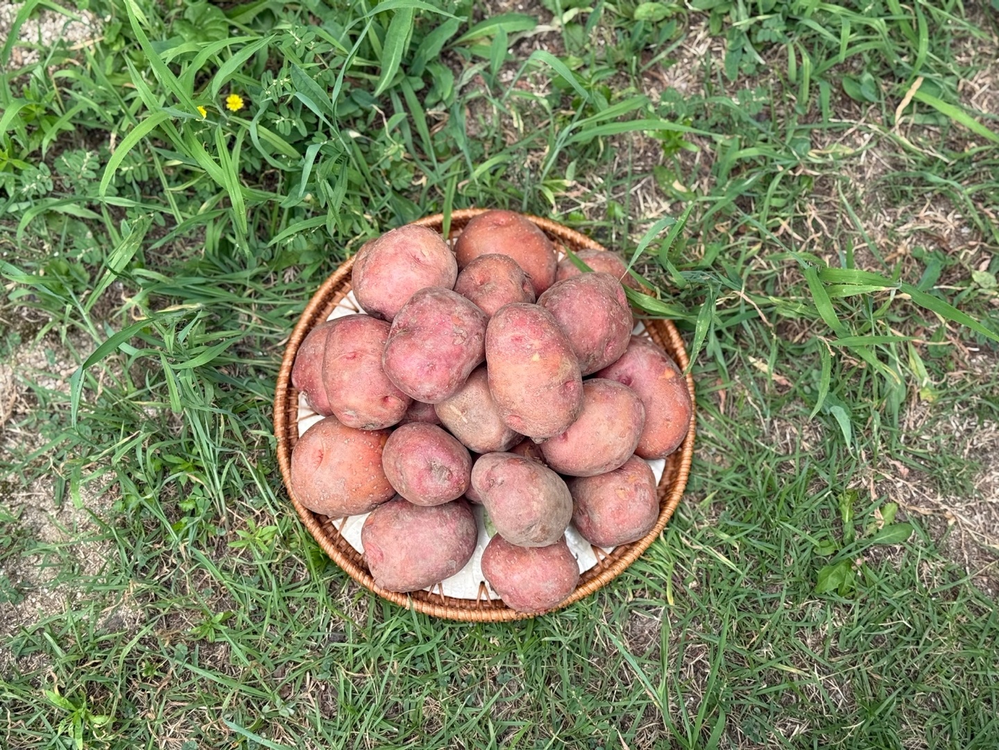 자색감자 26년 햇감자 홍감자 카스테라 산지직송 10kg - 상세 이미지 4