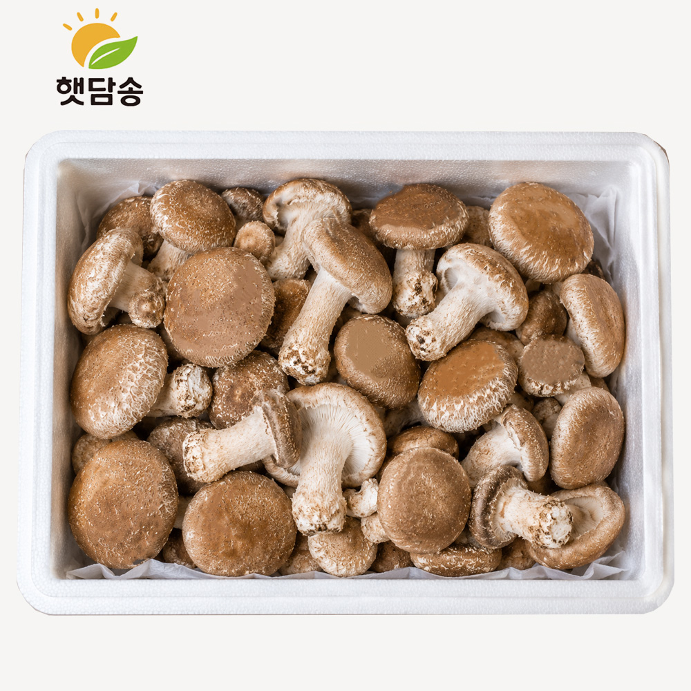 [1+1]무농약 송화고 버섯 못난이버섯 식용 샤브샤브 좋은 맛있는 생버섯 송고 참송이 맛집 - 상세 이미지 2