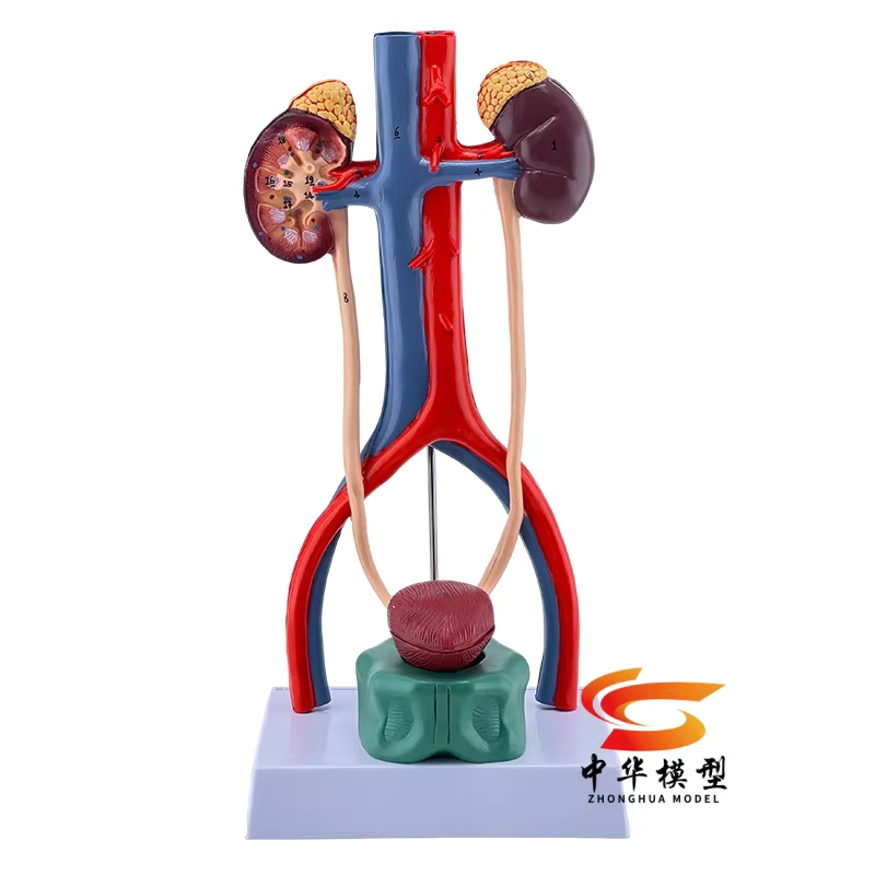 비뇨기과 모형 교육용 남성 요관 요도 방광 신장 인체 교구 이미지 6