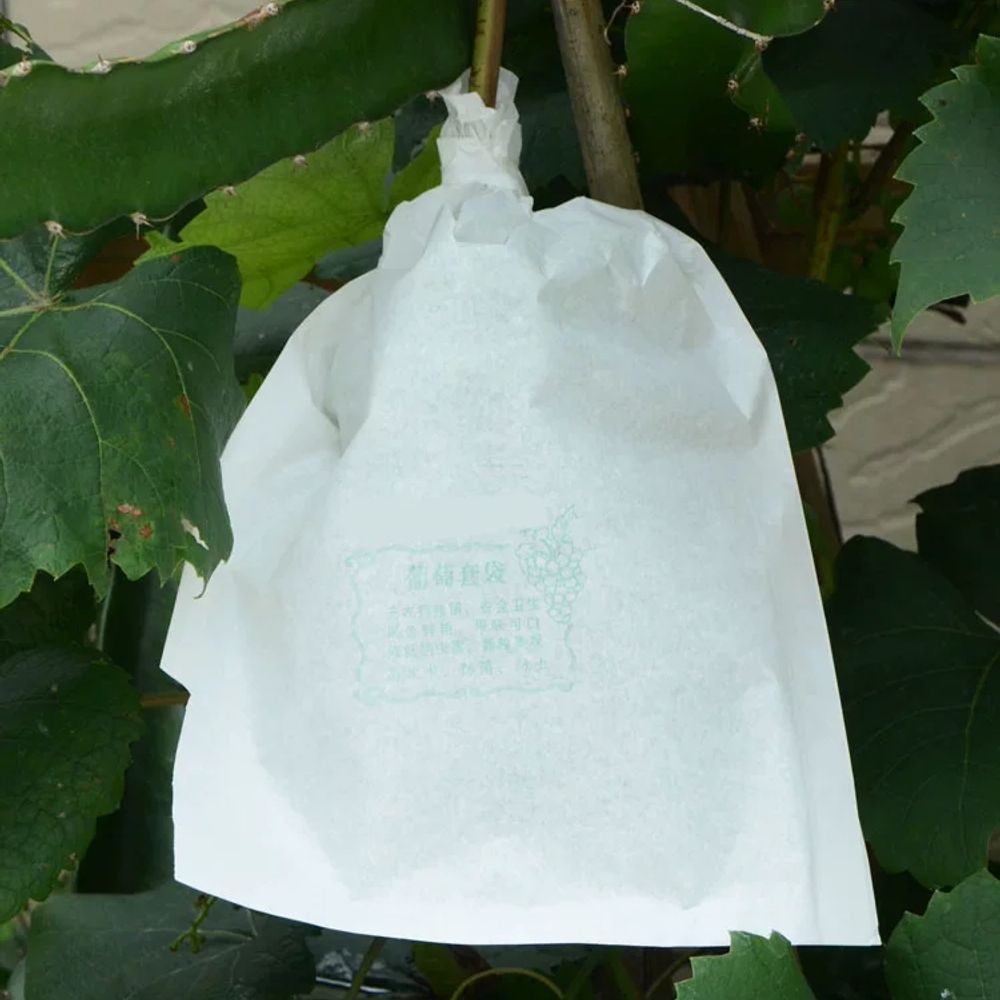 포도 보호 봉지 사과 포장지 배 전용 식물 해충 종이 A. 포도봉투 20x30cm 10개 - 상세 이미지 3