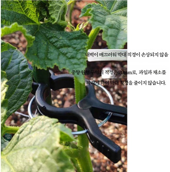 넝쿨 집게 줄기 지지대 덩굴 클립 고추 식물 가지 오이 포도 토마토 식물 고정핀 - 상세 이미지 4