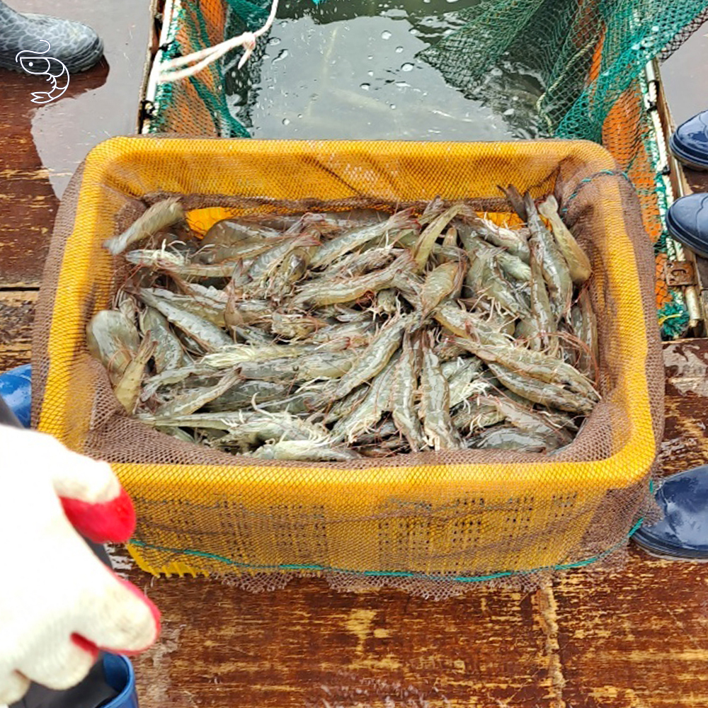 2026 국내산 활 흰다리새우 생물 제철 산지직송 캠핑 바비큐용 500g 1kg 이미지 6