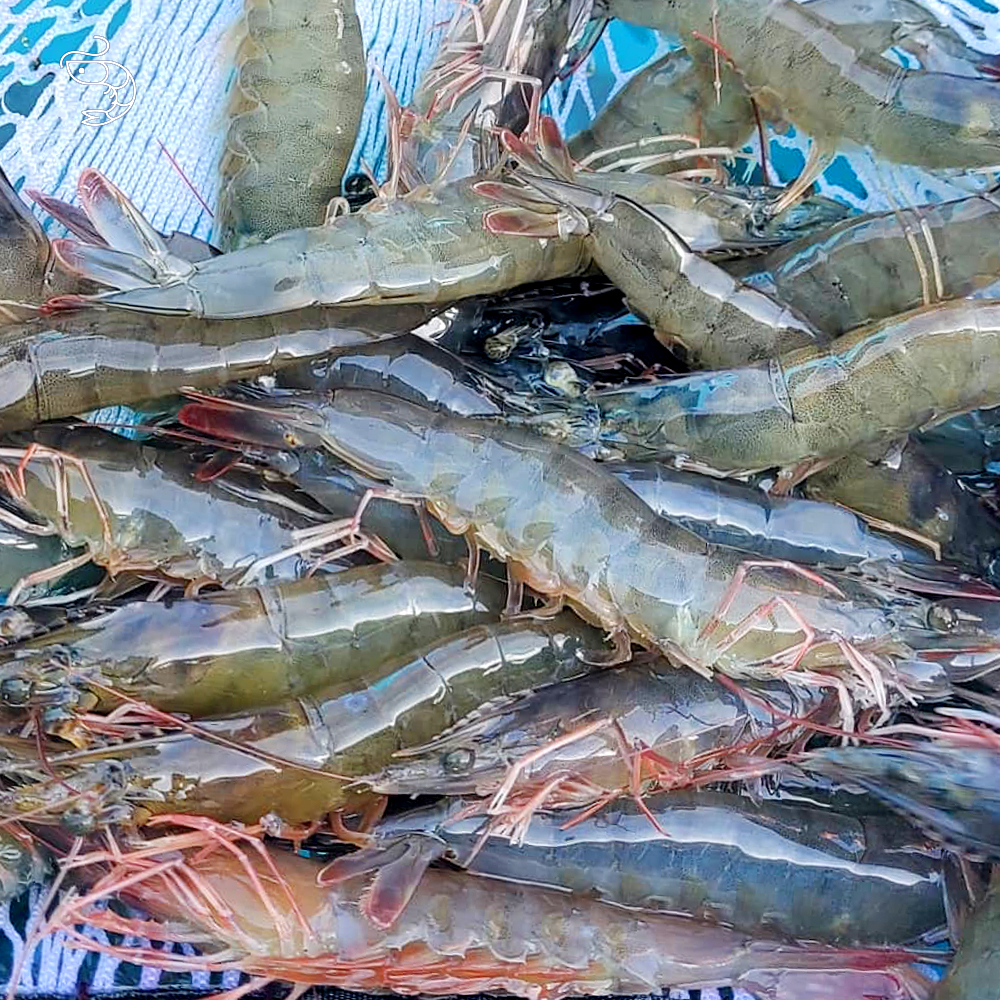 2026 국내산 활 흰다리새우 생물 제철 산지직송 캠핑 바비큐용 500g 1kg 이미지 8