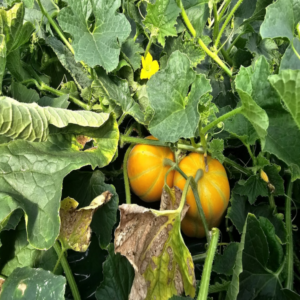 고당도 성주 참외 선물용 여름 과일 산지직송 대과, 10kg, 1개 - 상세 이미지 4