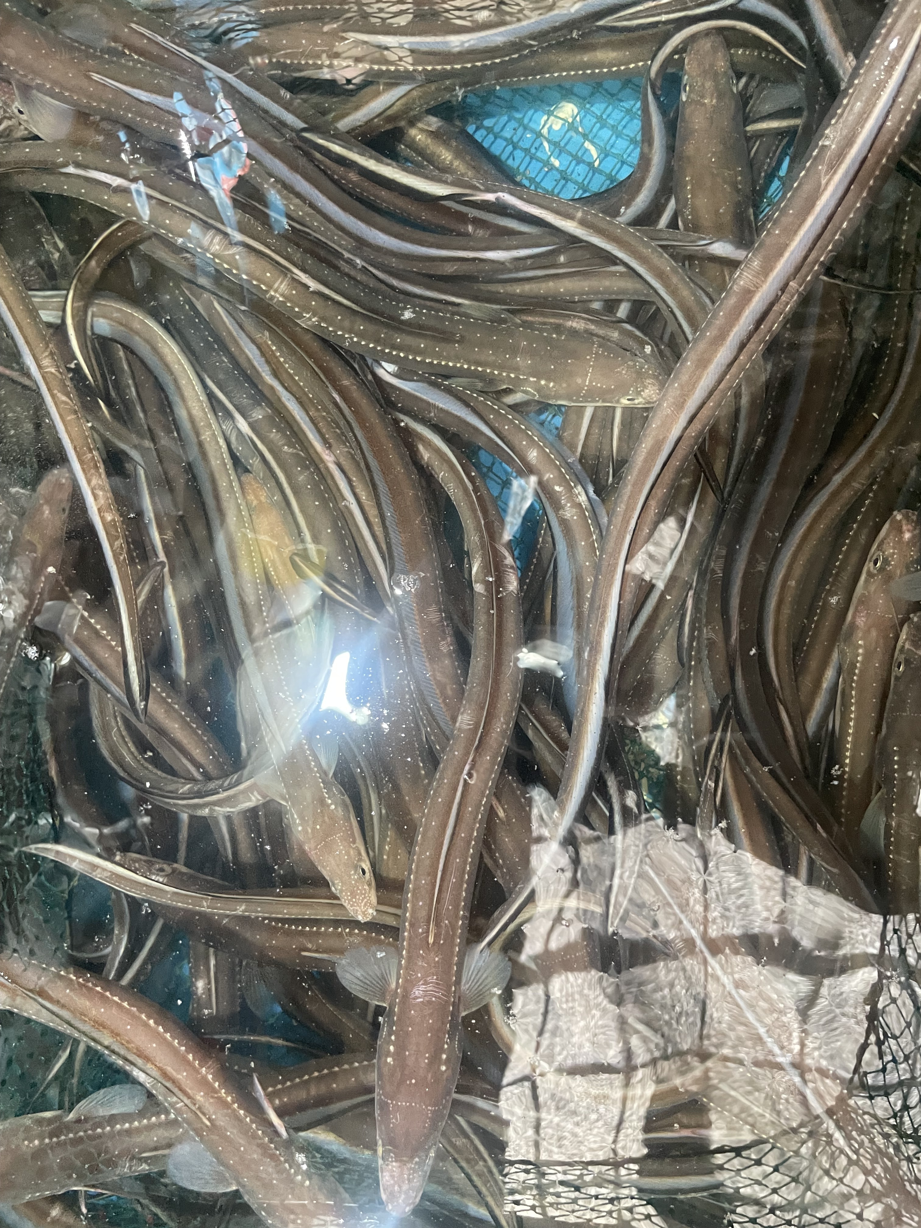 경남통영 자연산 돌장어 , 손질 장어1kg (손질후 800g~850g)양념2가지맛포함 - 상품 이미지