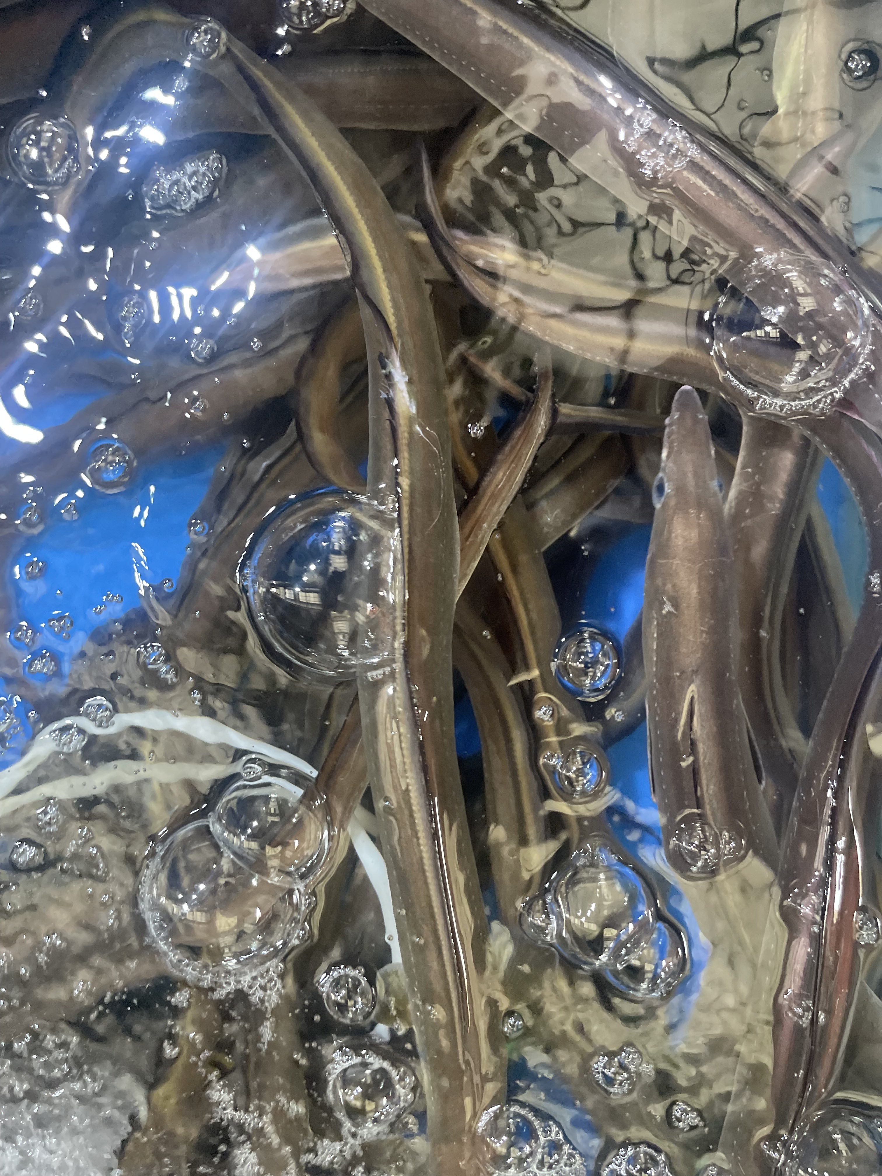 경남통영 자연산 돌장어 , 손질 장어1kg (손질후 800g~850g)양념2가지맛포함 - 상세 이미지 3
