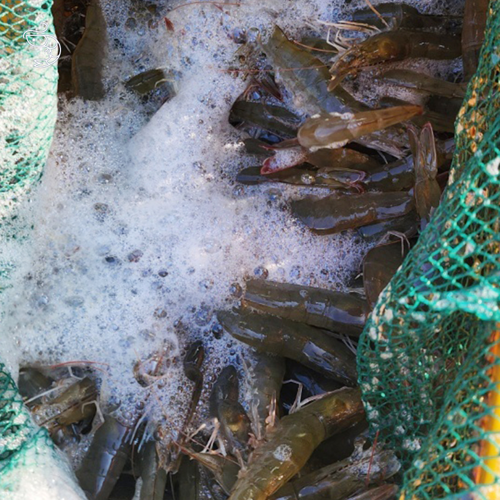 2026 국내산 활 흰다리새우 생물 제철 산지직송 캠핑 바비큐용 500g 1kg - 상세 이미지 4