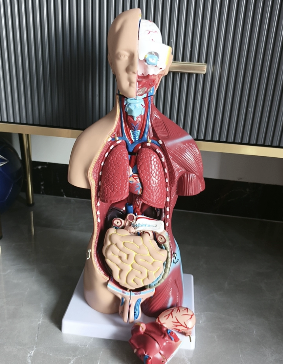 심장 간 신장 장기위치 해부도 인체해부 모형 신체 의대 내장 교육 실습 - 상세 이미지 2