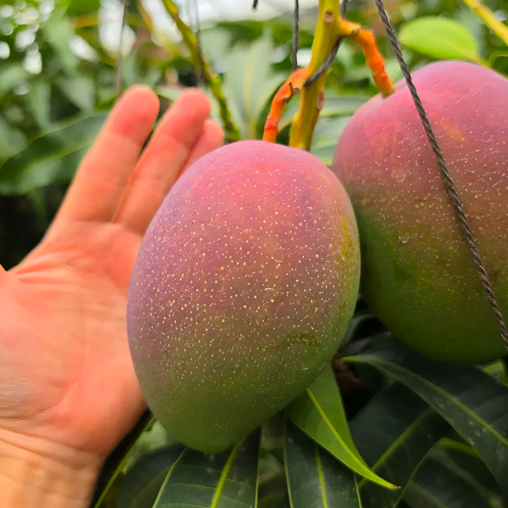 진심먹거리 산지직송 프리미엄 제주애플망고 특상품 3kg 선물세트 선물용 - 상품 이미지