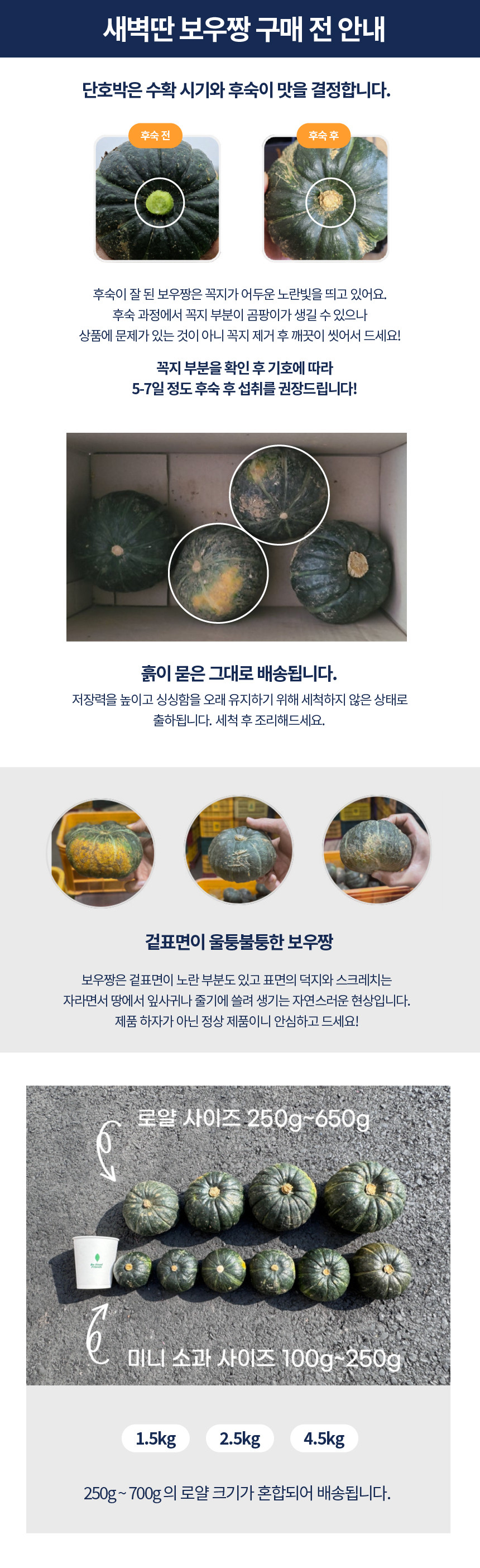 제주 보우짱 미니 단호박 밤호박 4.5kg 상세 이미지 1