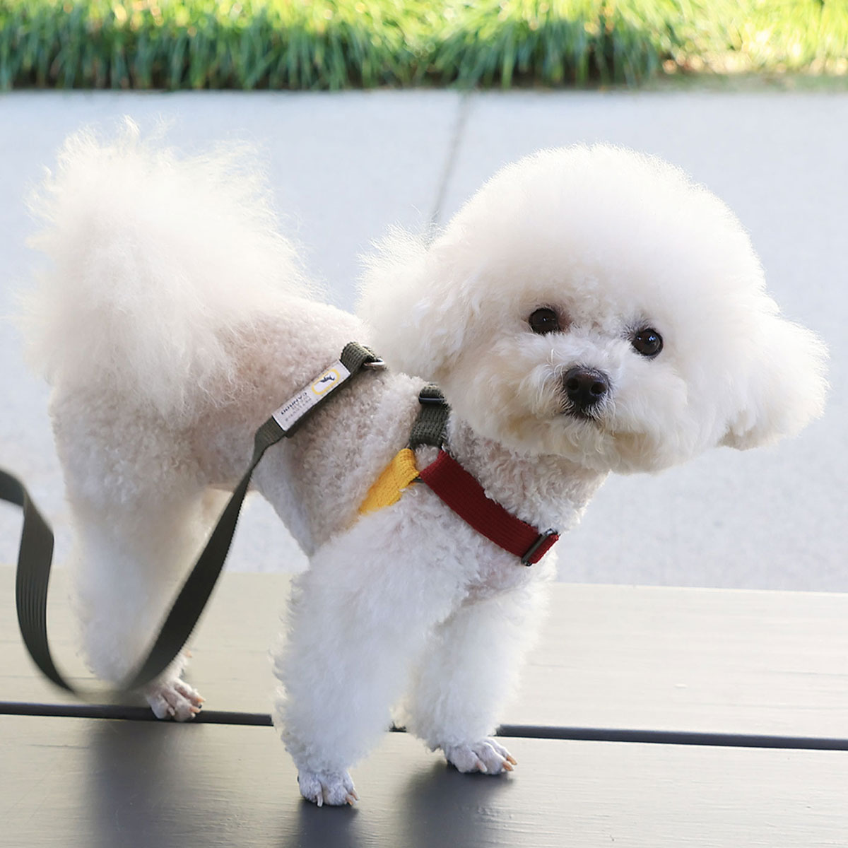 캔루 A형 자석버클 하네스 소형견 강아지 가슴줄 애견 커스텀 - 상세 이미지 3