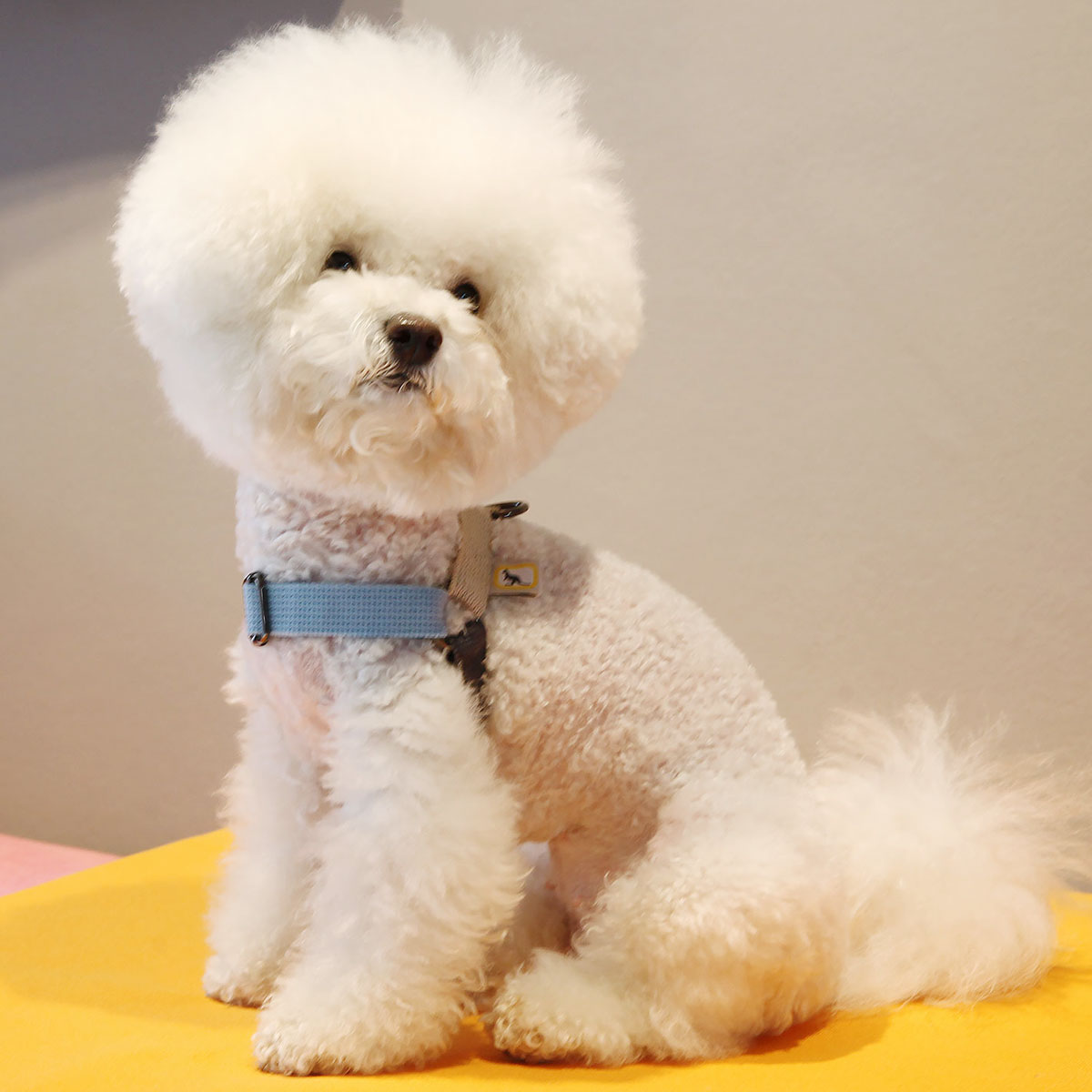 캔루 A형 자석버클 하네스 소형견 강아지 가슴줄 애견 커스텀 - 상세 이미지 5