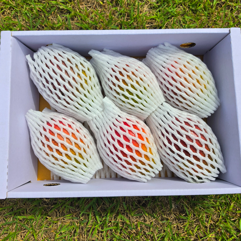 진심먹거리 산지직송 프리미엄 제주애플망고 특상품 3kg 선물세트 선물용 이미지 8