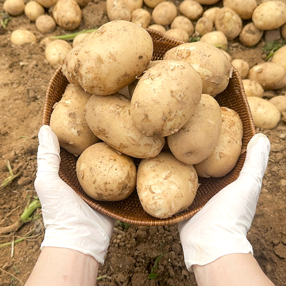[산지직송] 포슬포슬 햇감자 알감자 수미 감자 찜 요리용 3kg 5kg 10kg - 상품 이미지