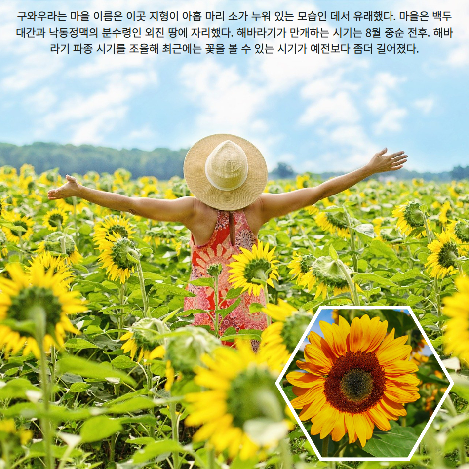 [기차여행] 여름특선 태백해바라기축제&함백산 만항제 야생화 - 상세 이미지 3
