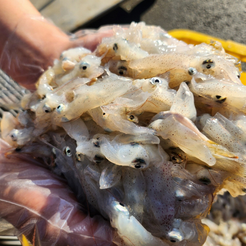 토해원 연안 호래기 500g 산지직송 생물 꼴뚜기 신선 제철 횟감용 숙회용 - 상세 이미지 3