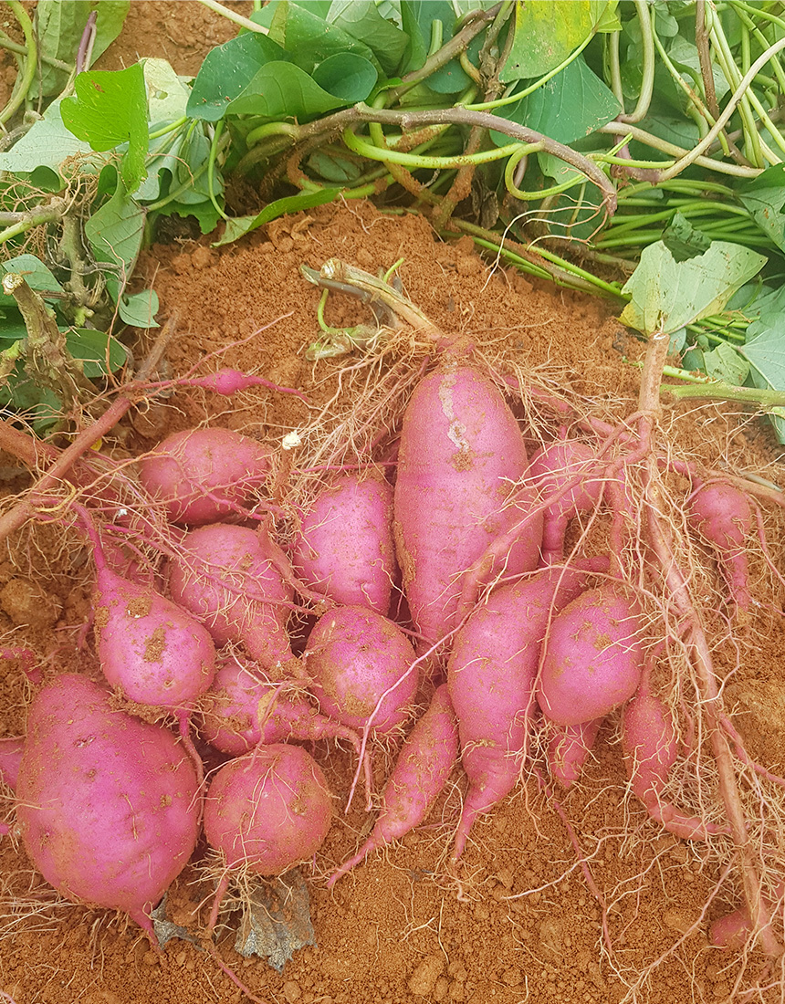 베니하루카 세척 꿀고구마 3kg 특상, 중, 대, 한입 - 상세 이미지 5