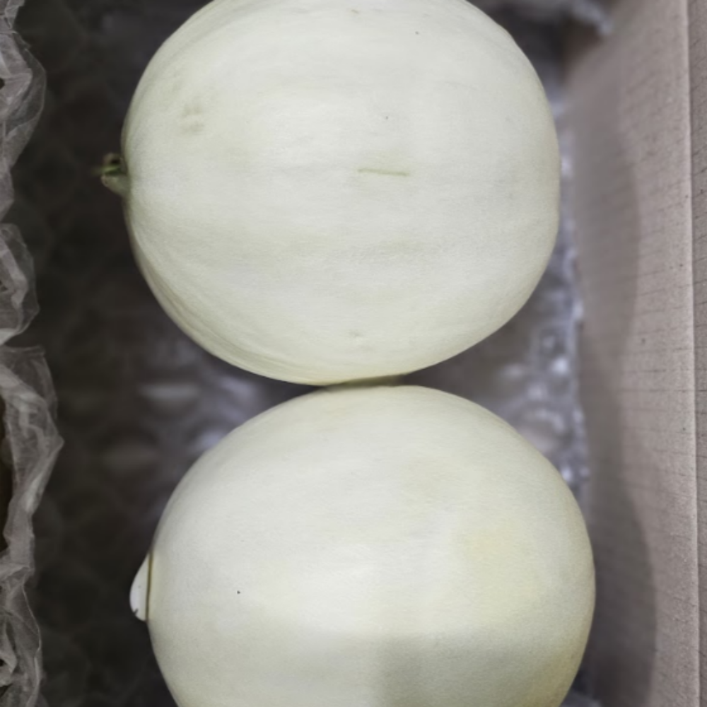 고당도 미국산 허니듀멜론 메론 멜론 여름 과일 2.2kg, 5개 이미지 7