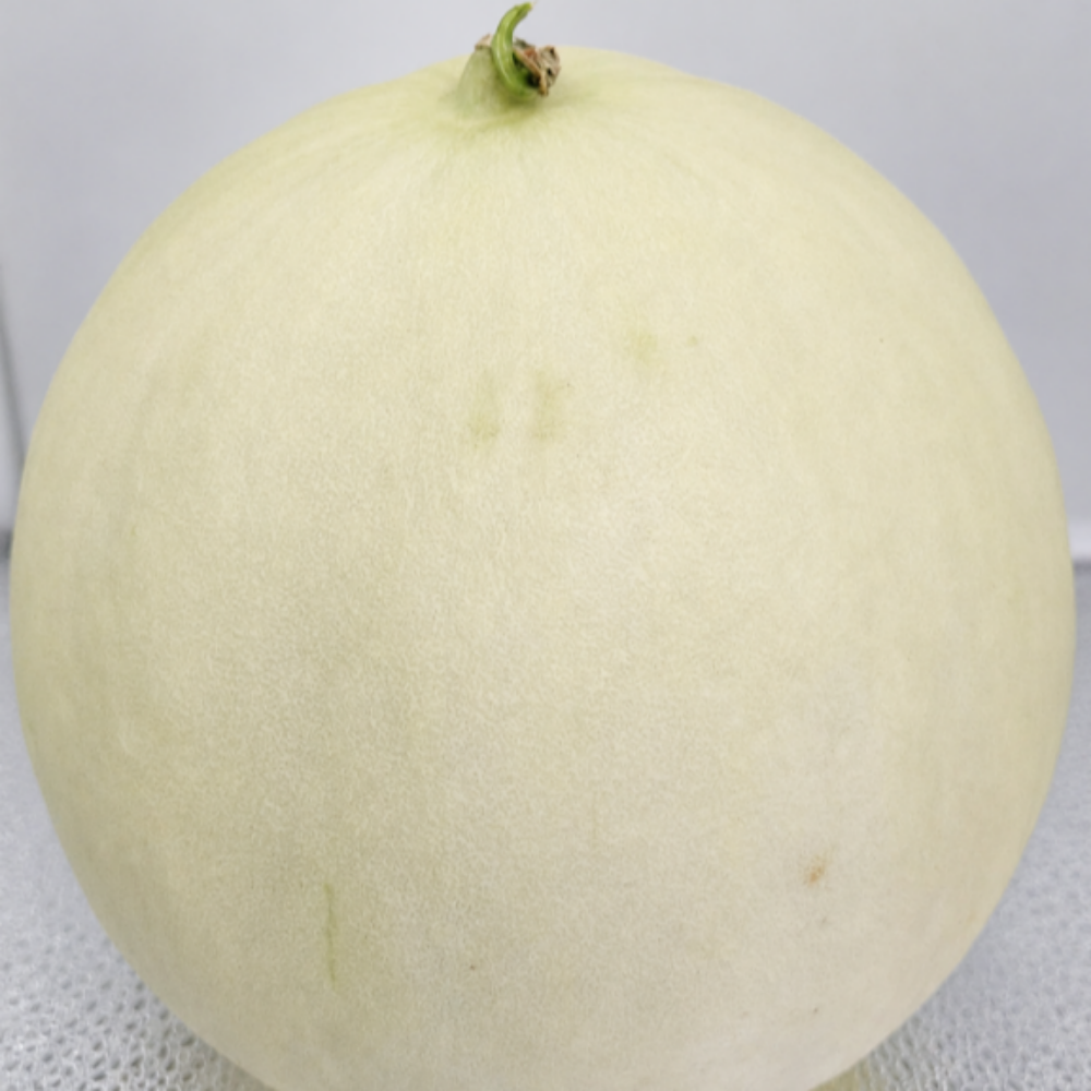 고당도 미국산 허니듀멜론 메론 멜론 여름 과일 2.2kg, 5개 - 상세 이미지 3