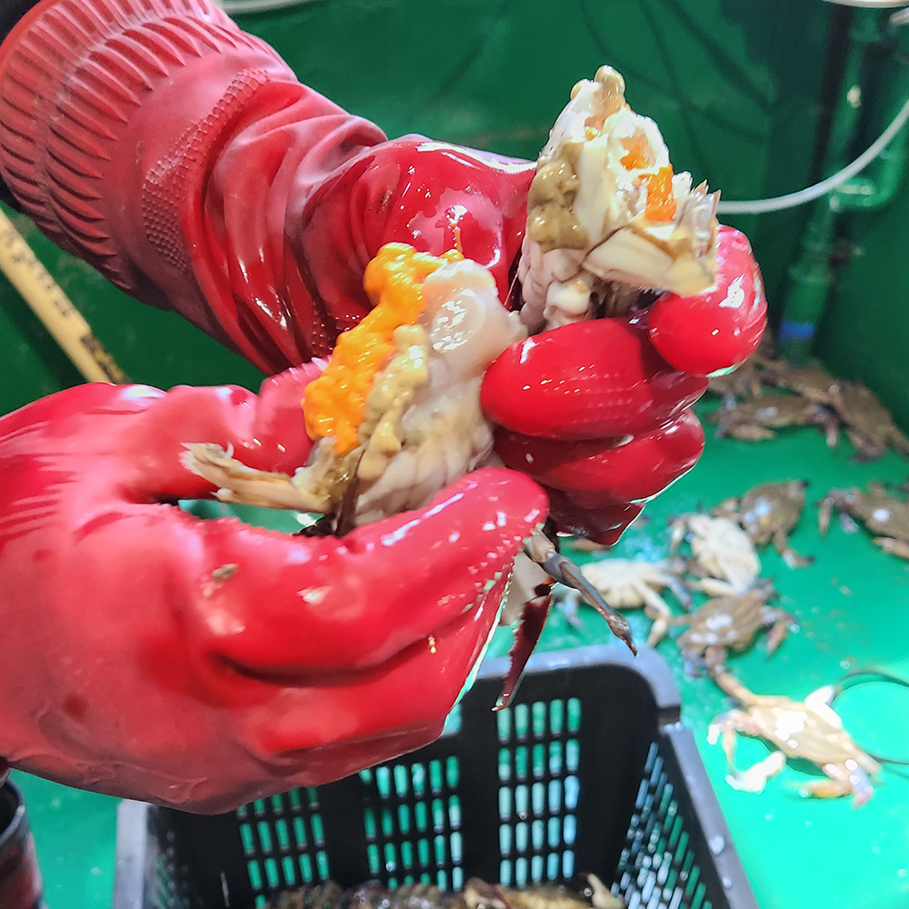 토해원 국내산 서해안 급냉 암꽃게 알배기 꽃게 찜용 꽃게탕 게장 1kg 2kg 절단X 이미지 6